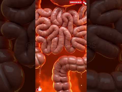 Your Intestines Are 25 Feet Long 😳