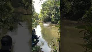 Download lagu Ini baru Sambaran ikan Toman paling keren di dunia #fishing #mancing mp3