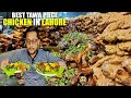 Best Chicken Tawa Piece Of Lahore Pakistan Arif Chatkhara House Pakistani Street Food In Lahore