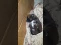 Puppy Stretching And Yawning While Sleep