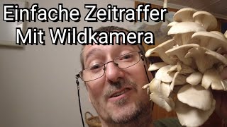 Zeitrafferaufnahmen aus Küche und Wald oder wie man Austernpilze Asiatisch zubereitet.