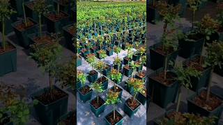 Mini Rose Tree Grafting Techniques Thornless Rose As Root #satisfying #farming