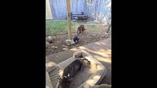 Video preview image #1 American Staffordshire Terrier-Unknown Mix Puppy For Sale in NEWPORT NH, NH, USA