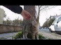 Incredibly Cute Tabby Cat Is Pregnant And Meowing For Food