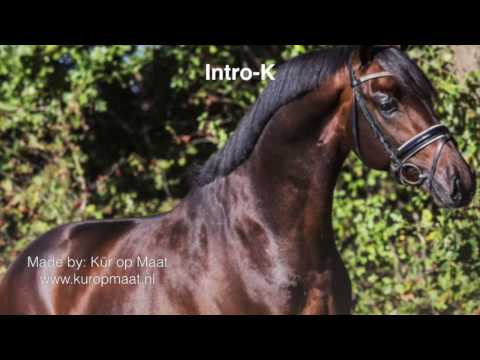 Intro-K (Apache x Rousseau), KWPN approved stallion