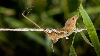 Giant Bass Eats a Mouse. Top Water Bass Fishing with a Field Mouse.
