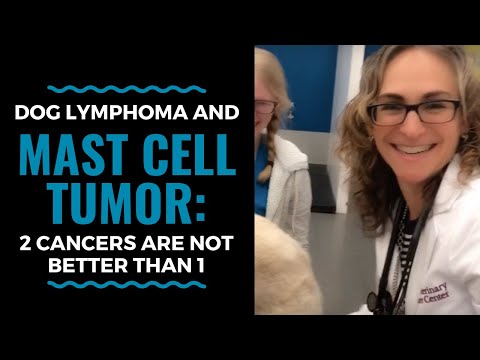 Dog Lymphoma and mast cell tumor: VLOG 34 - 2 cancers are NOT better than 1