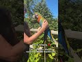 Petting V Stroking There S A Big Difference Birds Parrot Macaw