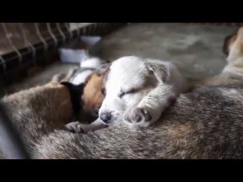 Green Life Recycling - The kennel of horrors in Ovidiu