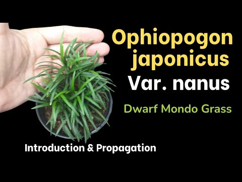 Ophiopogon japonicus -Dwarf Mondo Grass