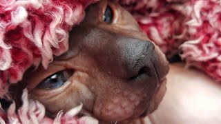 Adorable Sphynx Cat HORUS Close Up 💞