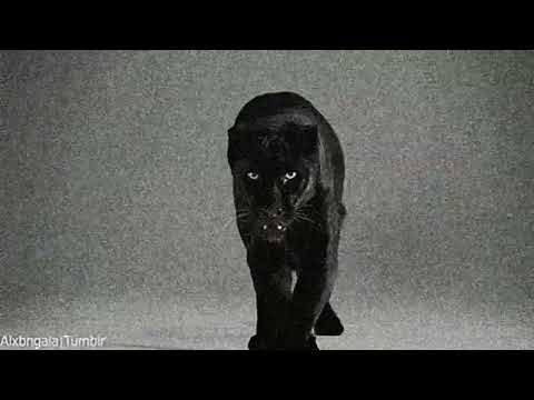 Panthera (Original Mix) - Milla Lehto