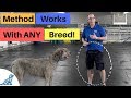 Teach Your Dog To Jump Through A Hoop - Professional Dog Training Tips