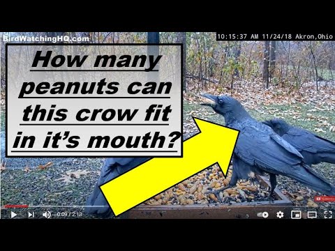 How many peanuts can crows fit in their mouth?