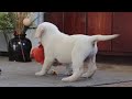 Labrador Retriever dogs for sale: Silas - Video 1