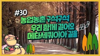 농업농촌 구석구석 ep.30 둘이 손잡고 걸어요~담양 메타세쿼이아 멋진 길을~~