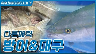 겨울철 대표주자 '방어' 와 또다른주인공 '대구' #방어회 #방어낚시 #대구찜 #대구탕 #방어찌개