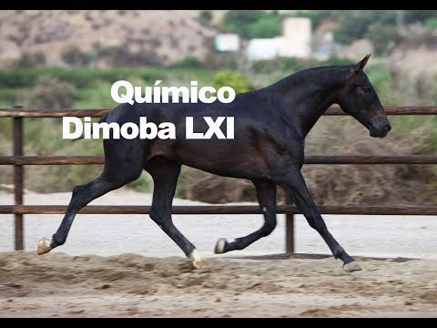 Químico DImoba LXI (Publicado 9-9-2018)