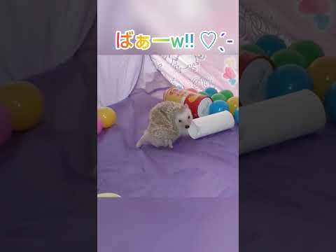 枝分かれしたハリネズミのお尻 植物