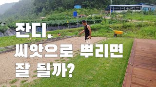 마당 잔디, 씨앗으로 뿌리면 잘 될까? 잔디심는 다양한 방법 모두 해보기