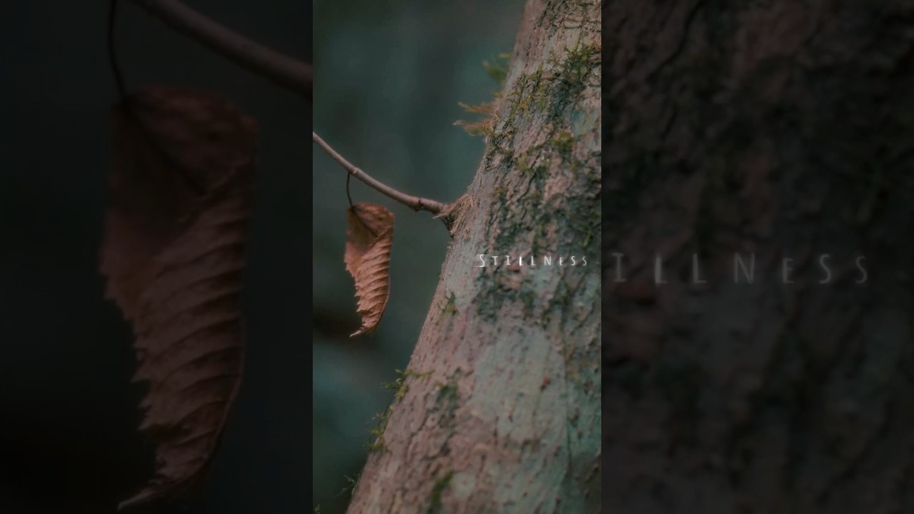 STILLNESS - Quiet Acceptance #shortfilm #japan #wabisabi