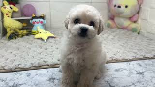 ハーフ犬の動画01