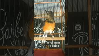 Download lagu Trotol murai umur 1,5 bulan belajar bunyi mp3 Download lagu Trotol murai umur 1,5 bulan belajar bunyi mp3