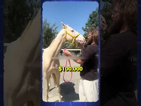 IL CAVALLO CHE COSTA PIU DI UNA SUPERCAR DI LUSSO! 🏎️❌🐴 #shorts