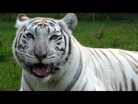 image-What kind of tigers are white?