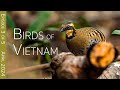 Southern Vietnam Birding Adventure:  Deo Nui San pass | EPISODE 3 of 5