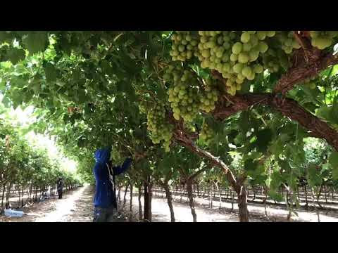 download lagu mp3 mp4 Grupo Alta, download lagu Grupo Alta gratis, unduh video klip Grupo Alta