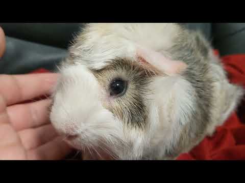 Hello Everyone, This Is My Guinea Pig Artemis