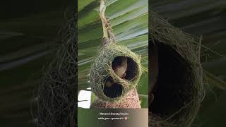 Download lagu Nature's Master Craftsman🪹🕊️ #bayaweaver #nest #nestbuilding #nature mp3 Download lagu Nature's Master Craftsman🪹🕊️ #bayaweaver #nest #nestbuilding #nature mp3