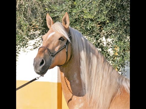 *PEGASUS* golden palomino crossbreed Spanish & Lusitano level 3/4 Dressage