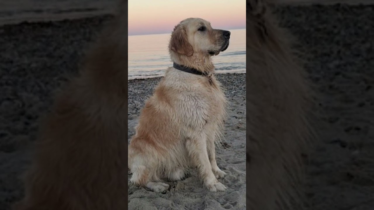 Enlarge Mochi, a Adoptable Golden Retriever in Monson, MA video 4/4