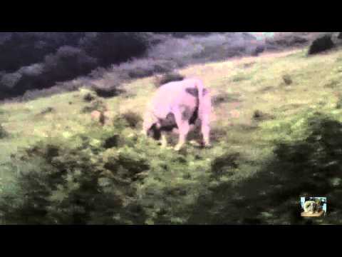 Rennendes Kalb im Regen