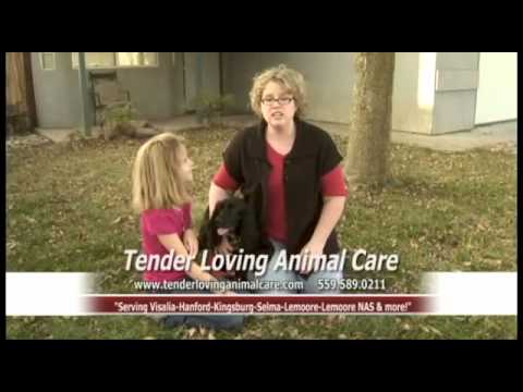 Care Your Pet Like This