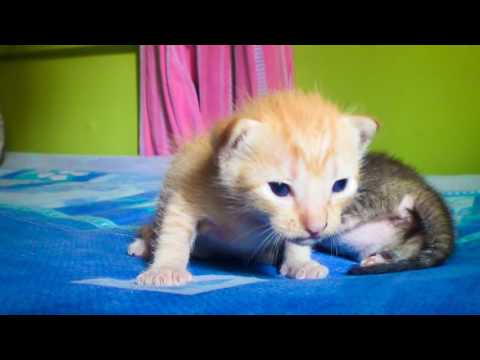 BB Ki Vines- | Ek Teer Do Nishaane  i love bb all videos