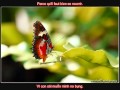 Le papillon - Claire Bouanich Michel Serrault ...
