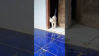 Download lagu miaww mau pergi main #catlife #cat #cats #prettycat #cats #catshorts #cute mp3 Download lagu miaww mau pergi main #catlife #cat #cats #prettycat #cats #catshorts #cute mp3