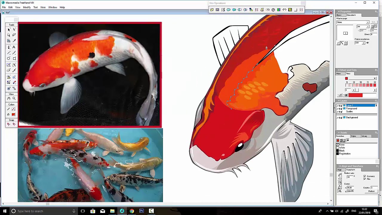 Koi Vector Illustration