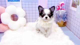 チワワ（ロング）の動画01