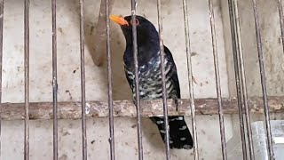 Download lagu BURUNG LANGKA MASTERAN HANDAL WARNA CANTIK VIOLET CUNGKO mp3 Download lagu BURUNG LANGKA MASTERAN HANDAL WARNA CANTIK VIOLET CUNGKO mp3