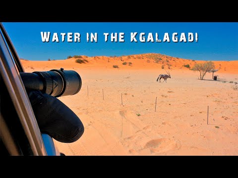 Water in the Kgalagadi Transfrontier Park - How does it work? Kgalagadi Photography