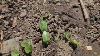 Parenje insekata u prirodi--dva smrdljiva mlada  zelena martina pare se okrenuti jedan od drugoga...