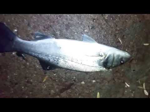 Levrek Avı Canlı Teke İle (sea bass capture with shrimp)