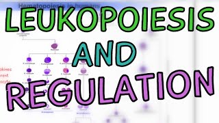 How are White Blood Cells made? Leukopoiesis Regulation