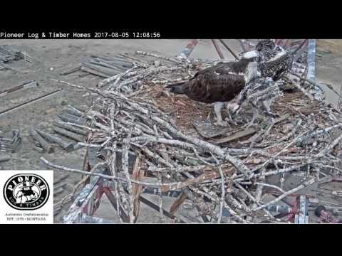 8/5/17..PLH Osprey Cam ~Lunch..Fish #5 Today