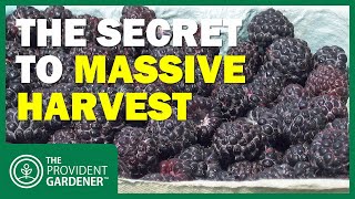 The Secret to MASSIVE Black Raspberry Harvests