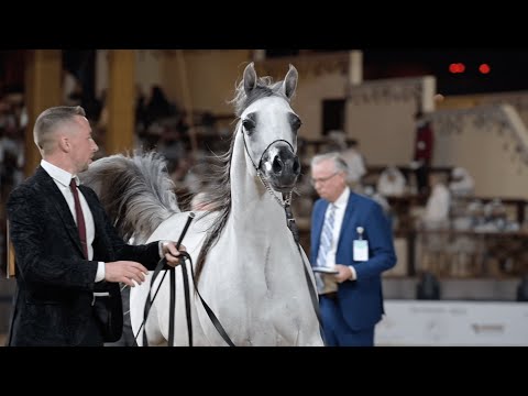 TM BELLA - Junior Filly Contender, KIAHF 2023 Title Show